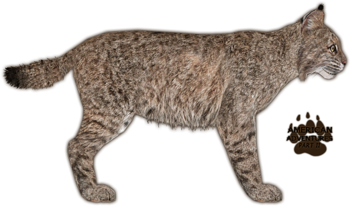 Bobcat Jimmyhoopz - Zoo Tycoon 2 (698x698), Png Download
