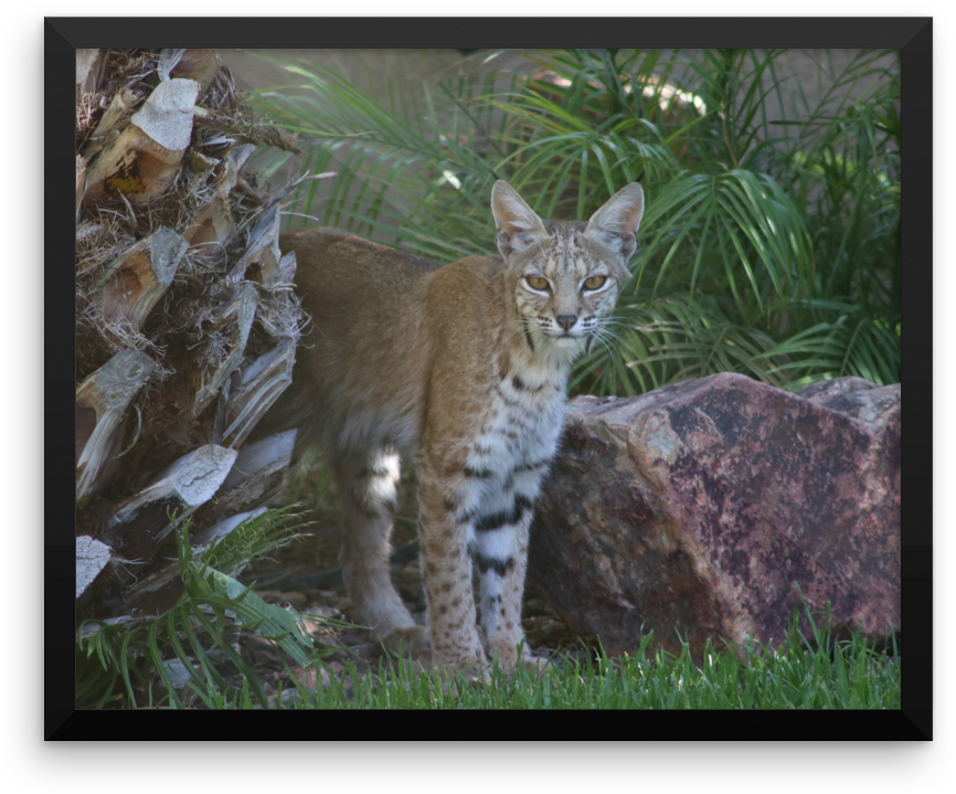Image Of Bobcat 1 Framed - Tabby Cat (1000x1000), Png Download