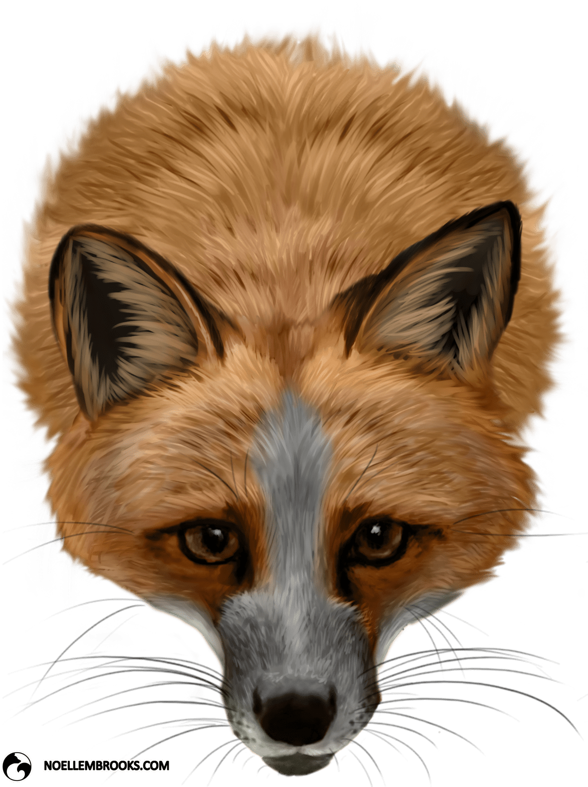 Pet Fox Cases - Silver Fox Red Fox (1208x1575), Png Download