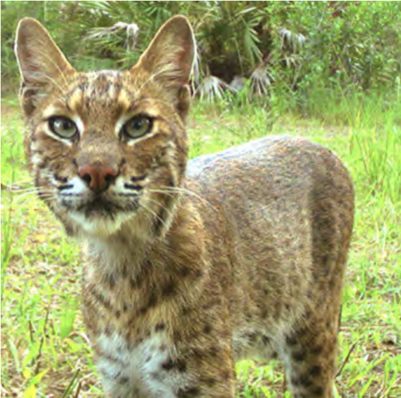 Flagler Beach Residents Organize To Determine Bobcat - Florida (870x580), Png Download