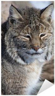 Lynxes (400x400), Png Download