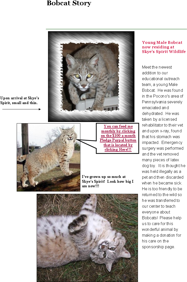 Where Wildlife Gets A Second Chance - Wild Cat (744x1127), Png Download