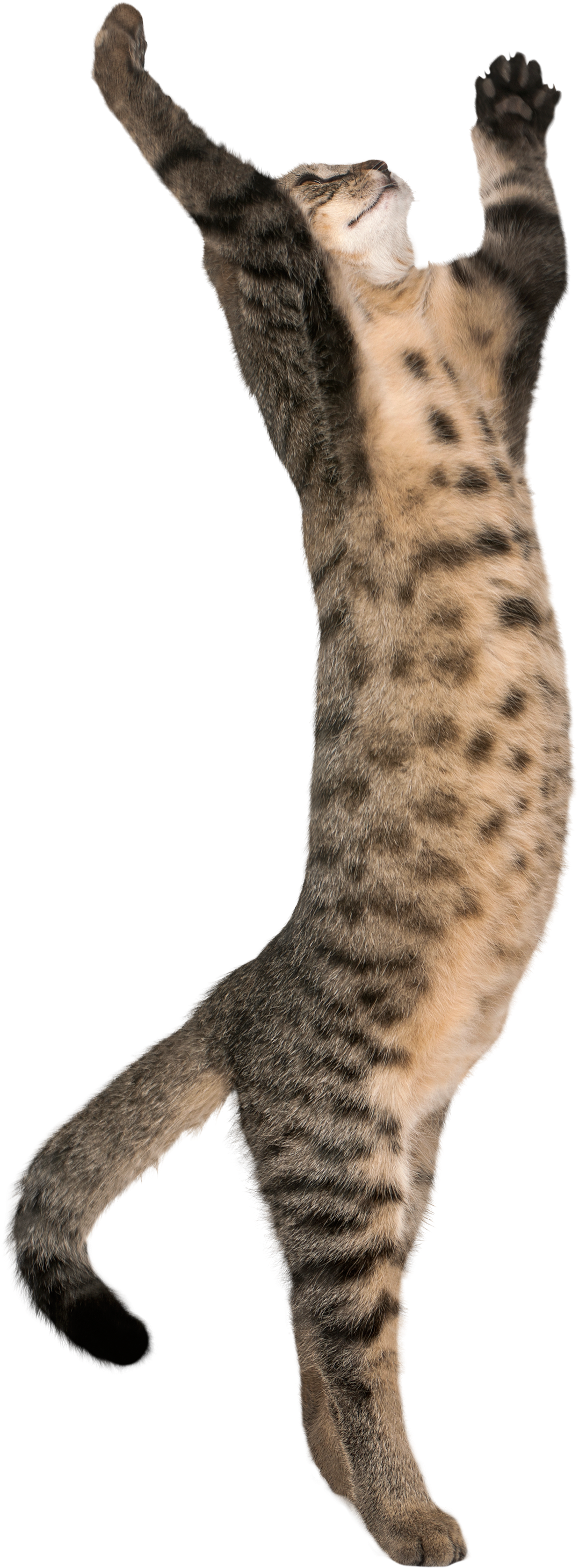 Cat With Legs Transparent (1258x3000), Png Download