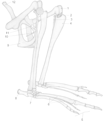 204 × 240 Pixels - Kangaroo Bones (408x480), Png Download