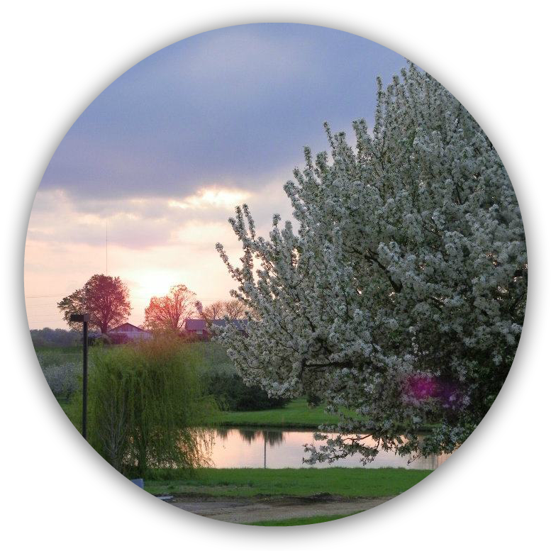 Blossoms Circle (802x776), Png Download