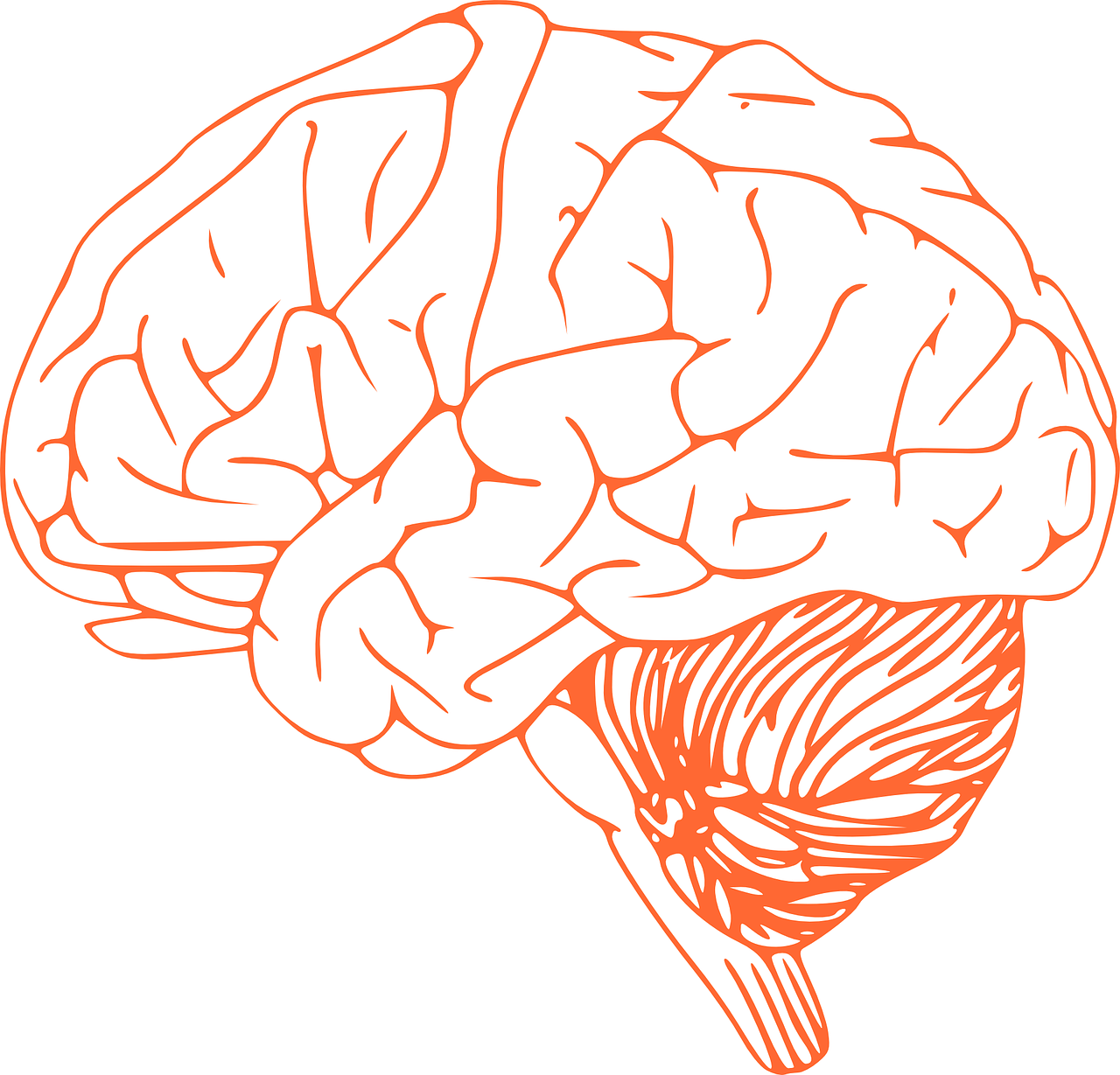 Clip Art At Clker - Brain Clip Art (600x576), Png Download