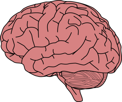 Clipart Freeuse Library Drawing Line Art Computer Free - Brain Png (404x340), Png Download