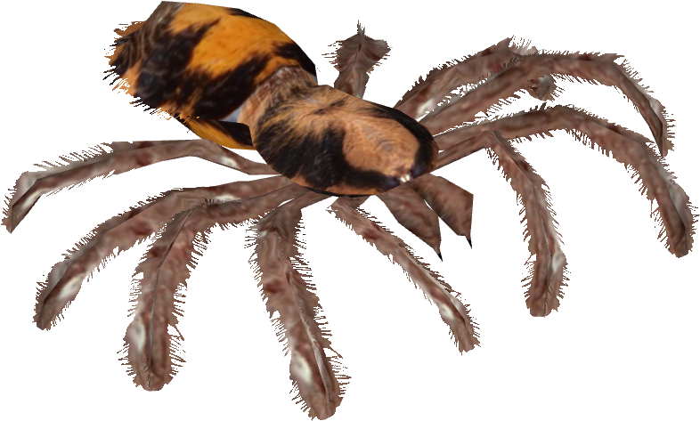 Pumpkin Patch Tarantula - Wiki (785x785), Png Download