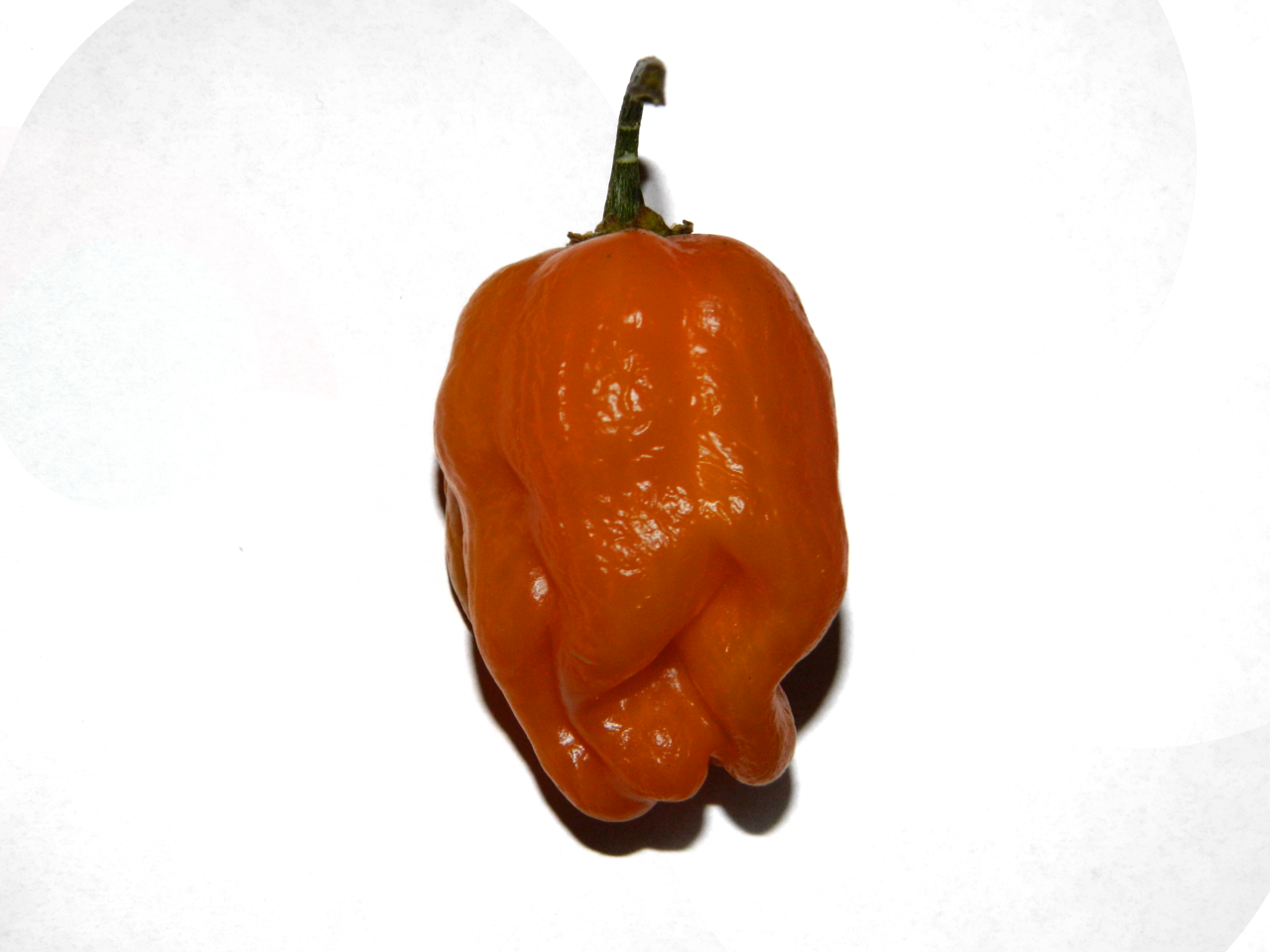 Orange Habanero - Habanero .png (1280x960), Png Download