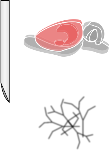 Rat Brain Clipart Png (424x600), Png Download