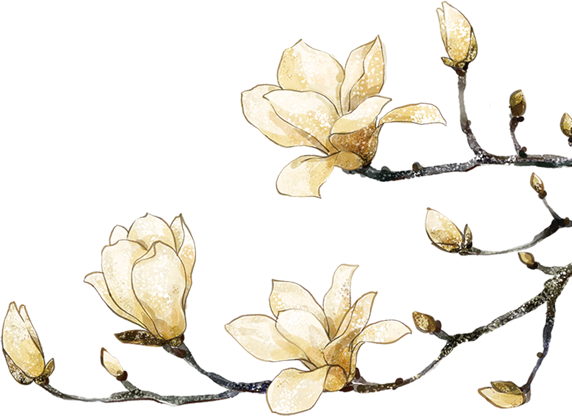 Image Freeuse Library Painting Flower White Peach Transprent - Long Chains On 925 Sterling Silver Earrings Earrings (2000x2000), Png Download