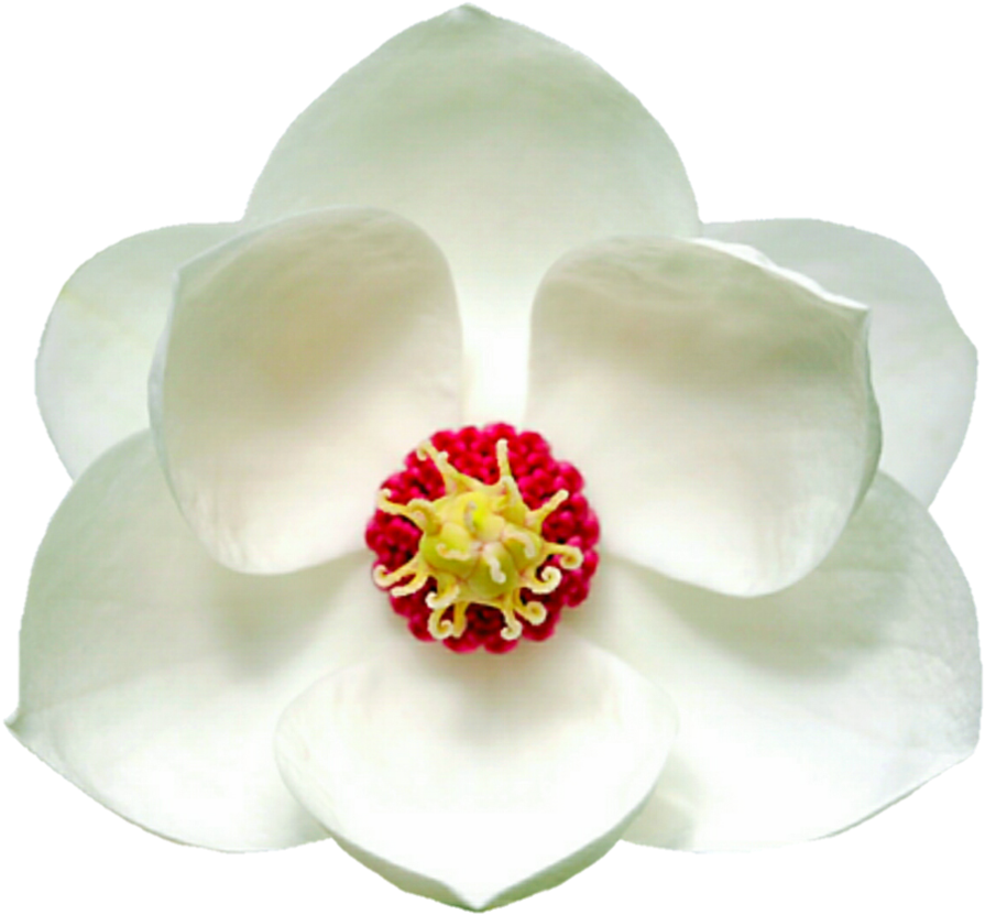 White Magnolia By Jeanicebartzen27 On Deviantart Picture - Magnolia (936x854), Png Download