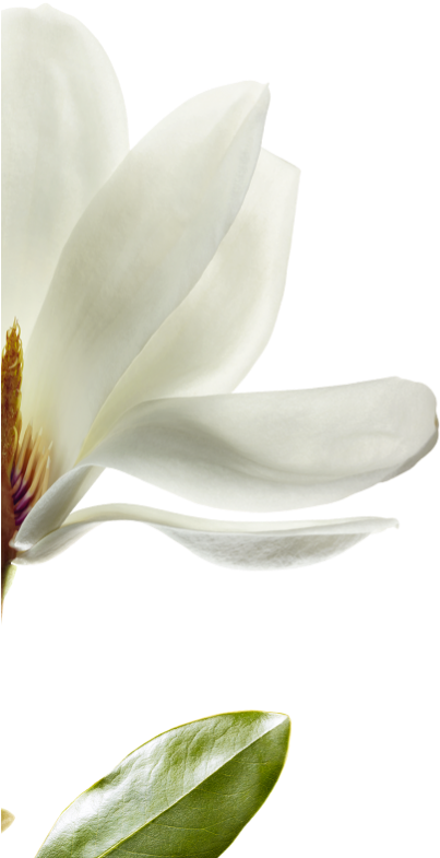 We Have Selected Magnolia That Is Native To Southwest - Magnolia Png (720x848), Png Download