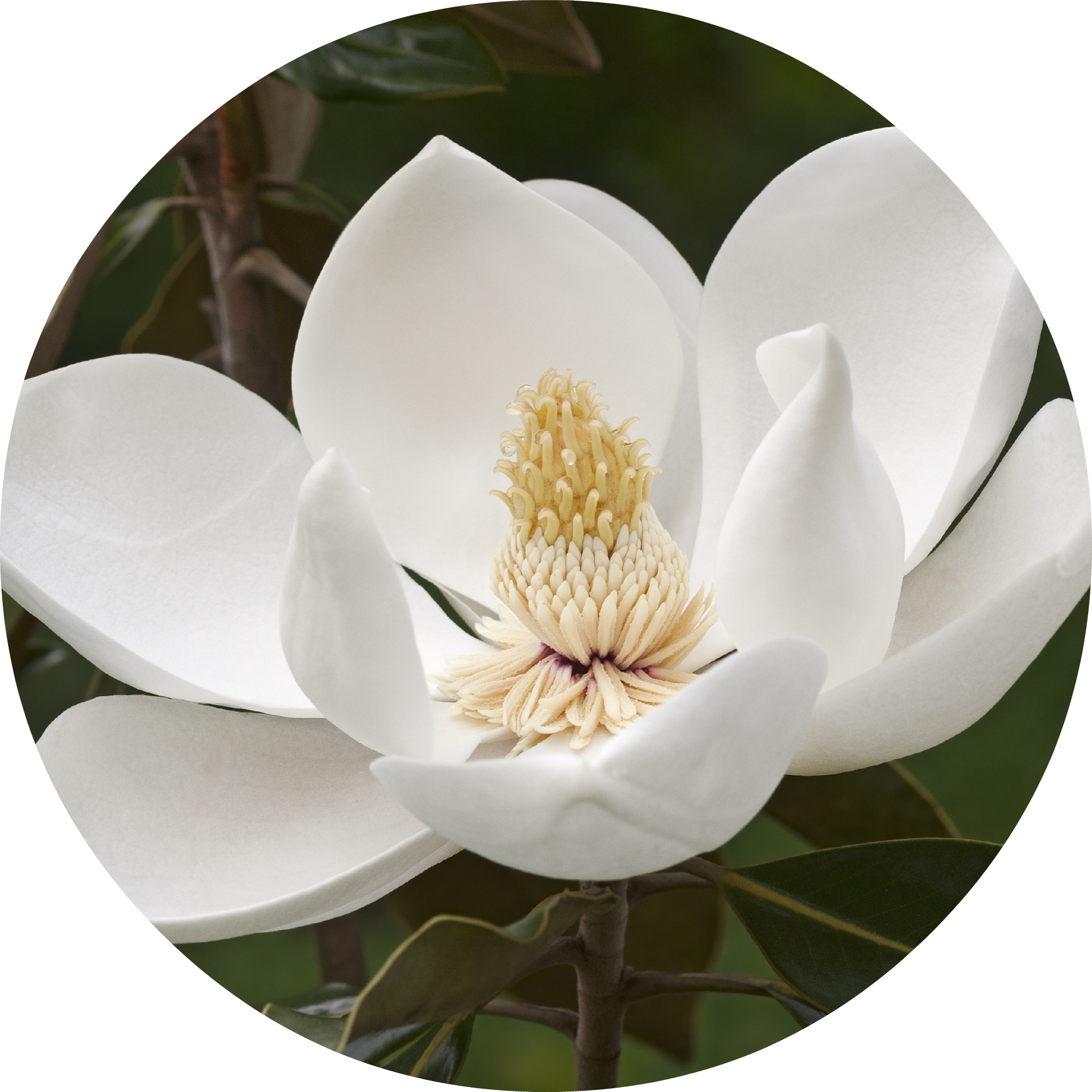 Magnolia Flower Essential Oil - Magnolia Tree Flower (2000x2000), Png Download