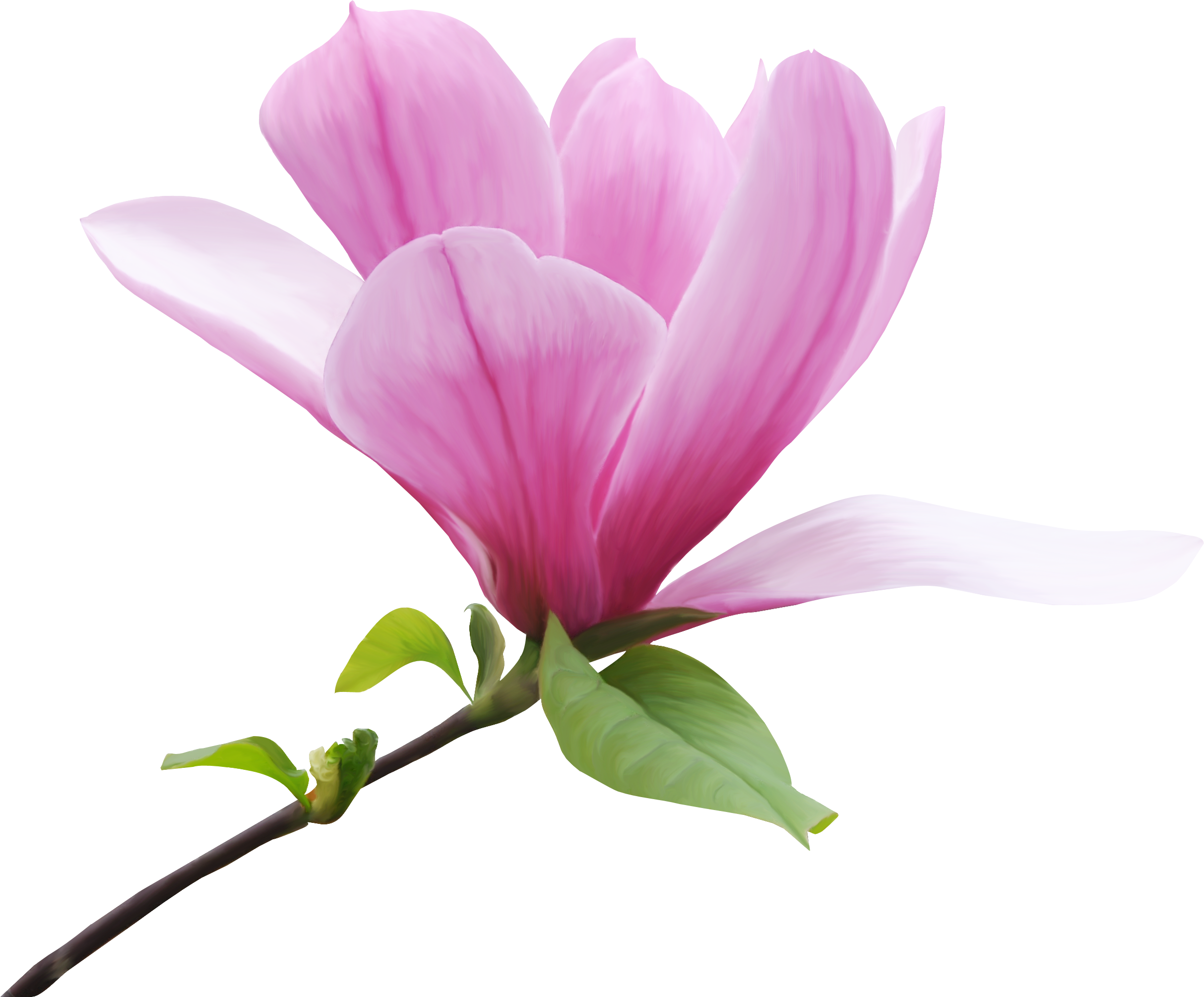 Magnolia X 'butterflies' - Magnolia Png (2427x2010), Png Download