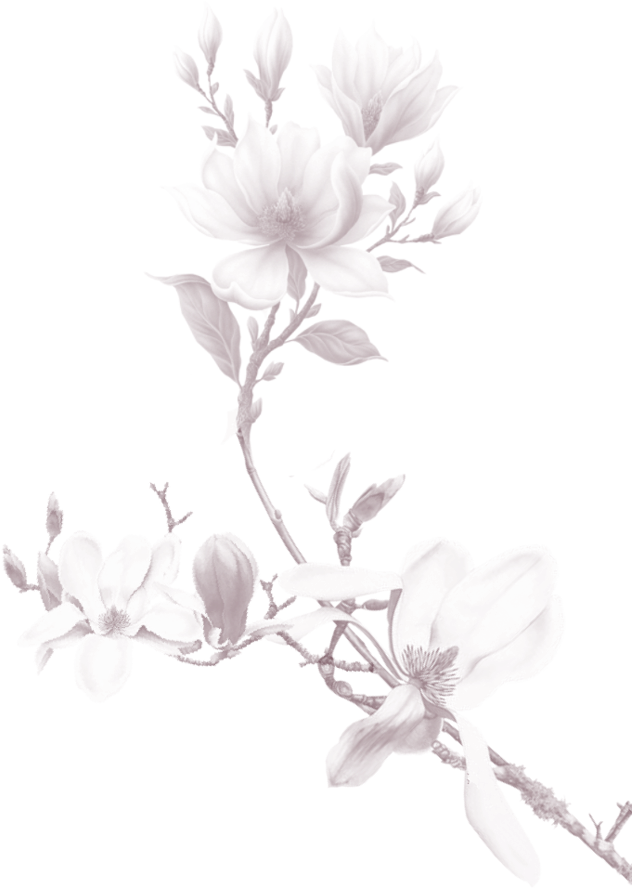 Bg Png 2 - Botanical Illustration (646x900), Png Download