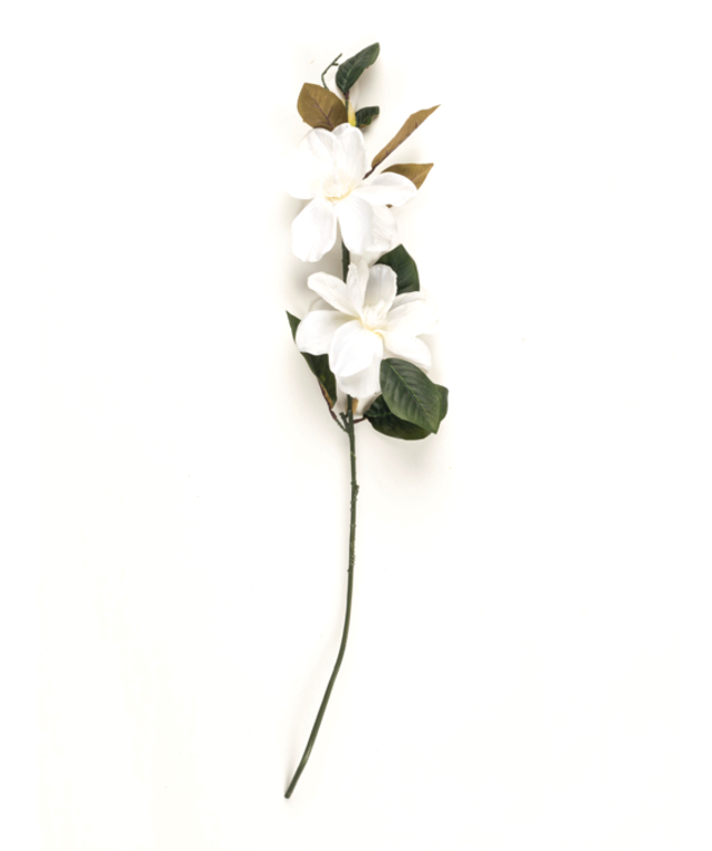 Magnolia - Orchid (1200x768), Png Download