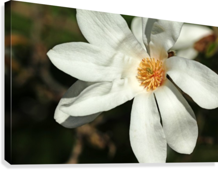 White Magnolia Canvas Print - Artist (429x336), Png Download