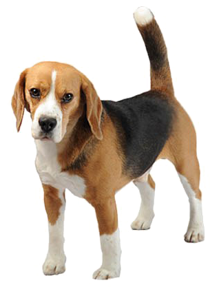 Beagle Png Free Download - Bígl Png (648x431), Png Download