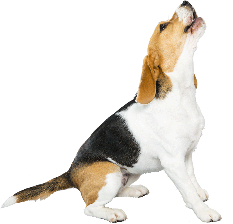 The More You Know - Beagle Png (1170x780), Png Download