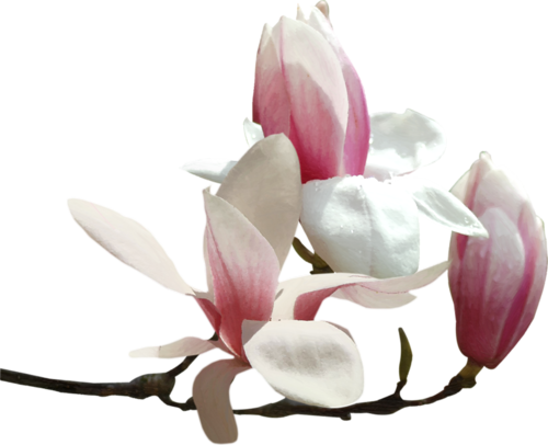 Tubes Fleurs - Magnolia Fleur (500x406), Png Download