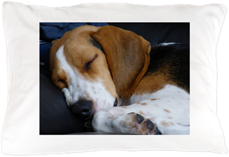 Beagle Sleeping Pillow Case - Dog (350x350), Png Download