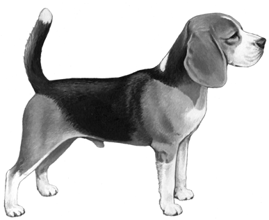 Beagle - B&w - Love My Beagle Coffee Mug By Myheritagewear (450x360), Png Download