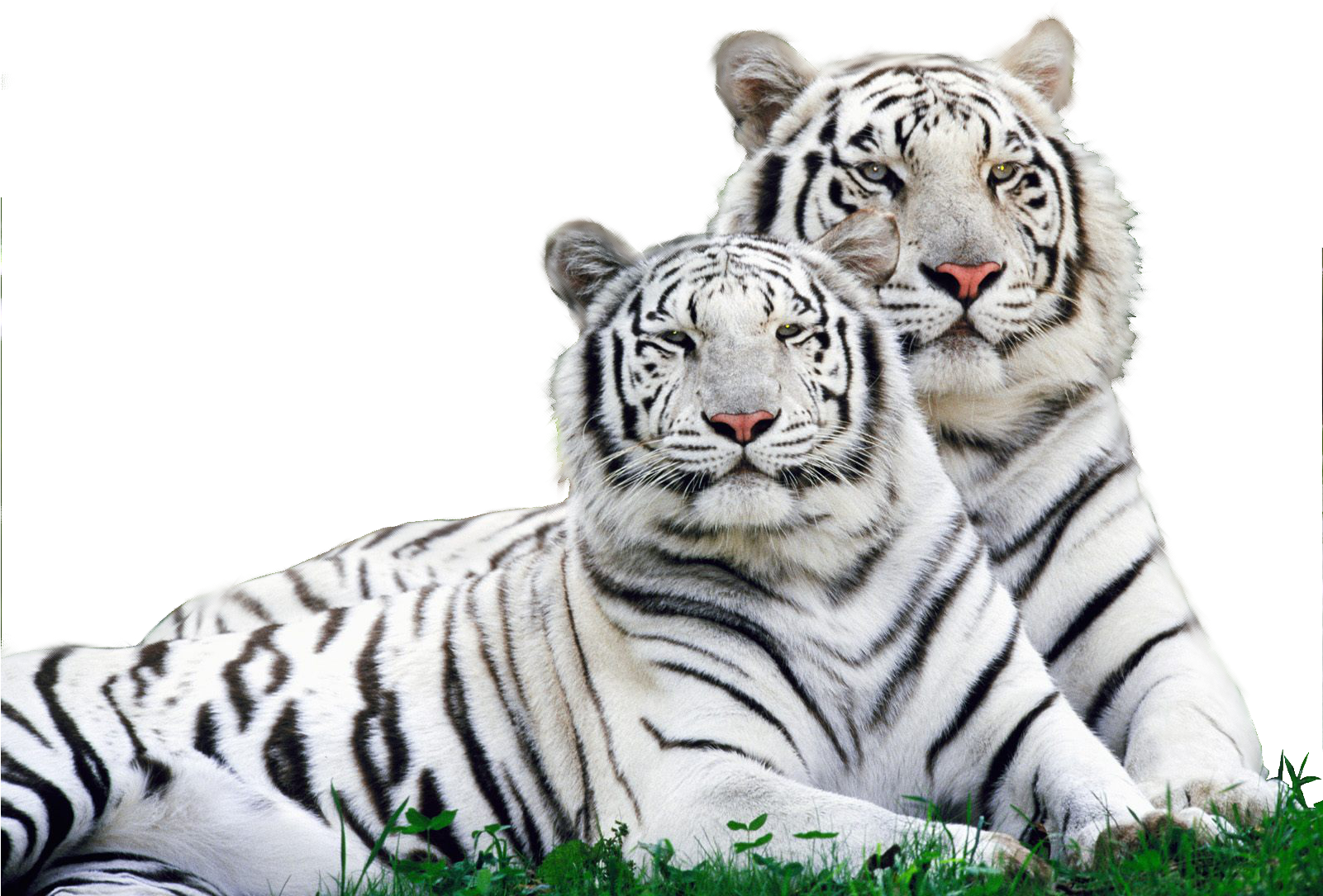 Download Tigre Branco White Tiger Safari Logo Full Size Png Image Pngkit