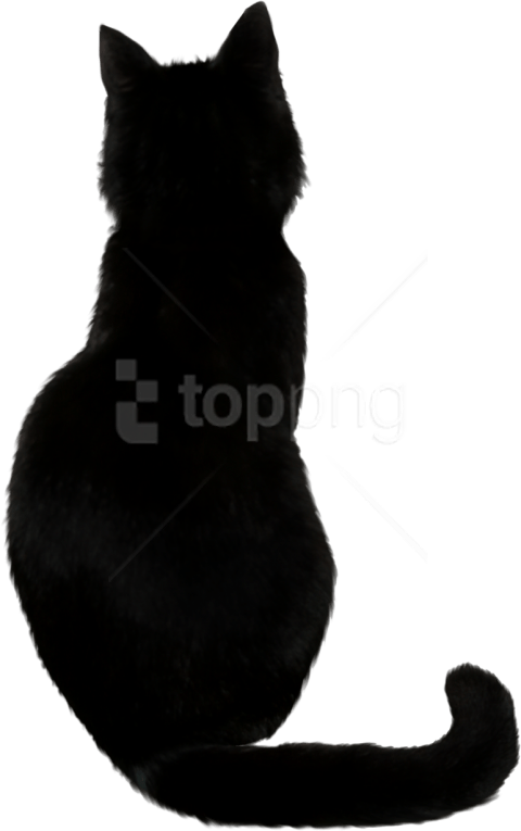 Free Png Download Black Cat Png Images Background Png - Back Of A Black Cat (480x765), Png Download