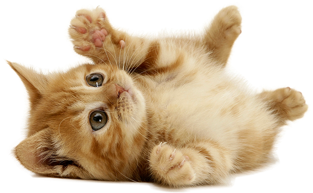 Cat Sitter, Cat Sitting Cleveland, Oh - Like Cat (780x439), Png Download