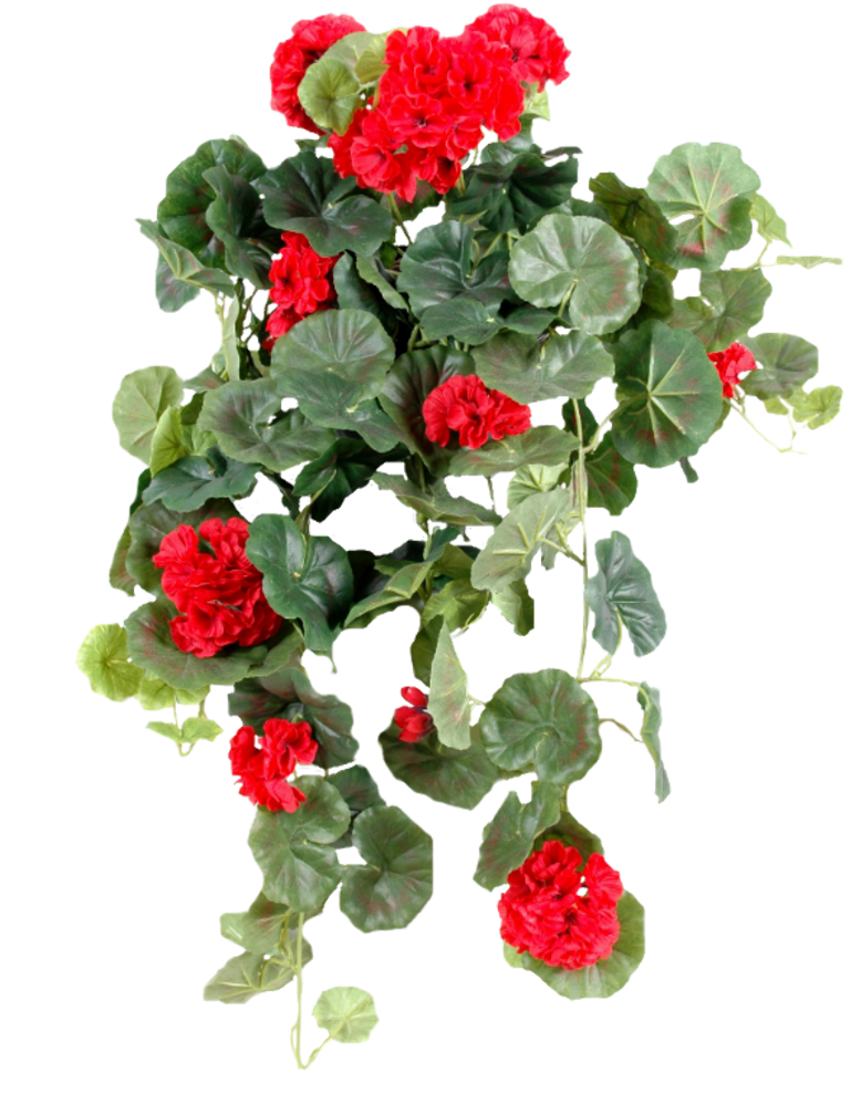 Ornement Floral - Plante Verte Retombante Fleuries D Intérieur (800x1203), Png Download