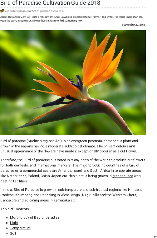 Pdf - Bird Of Paradise Flower 4k (595x842), Png Download