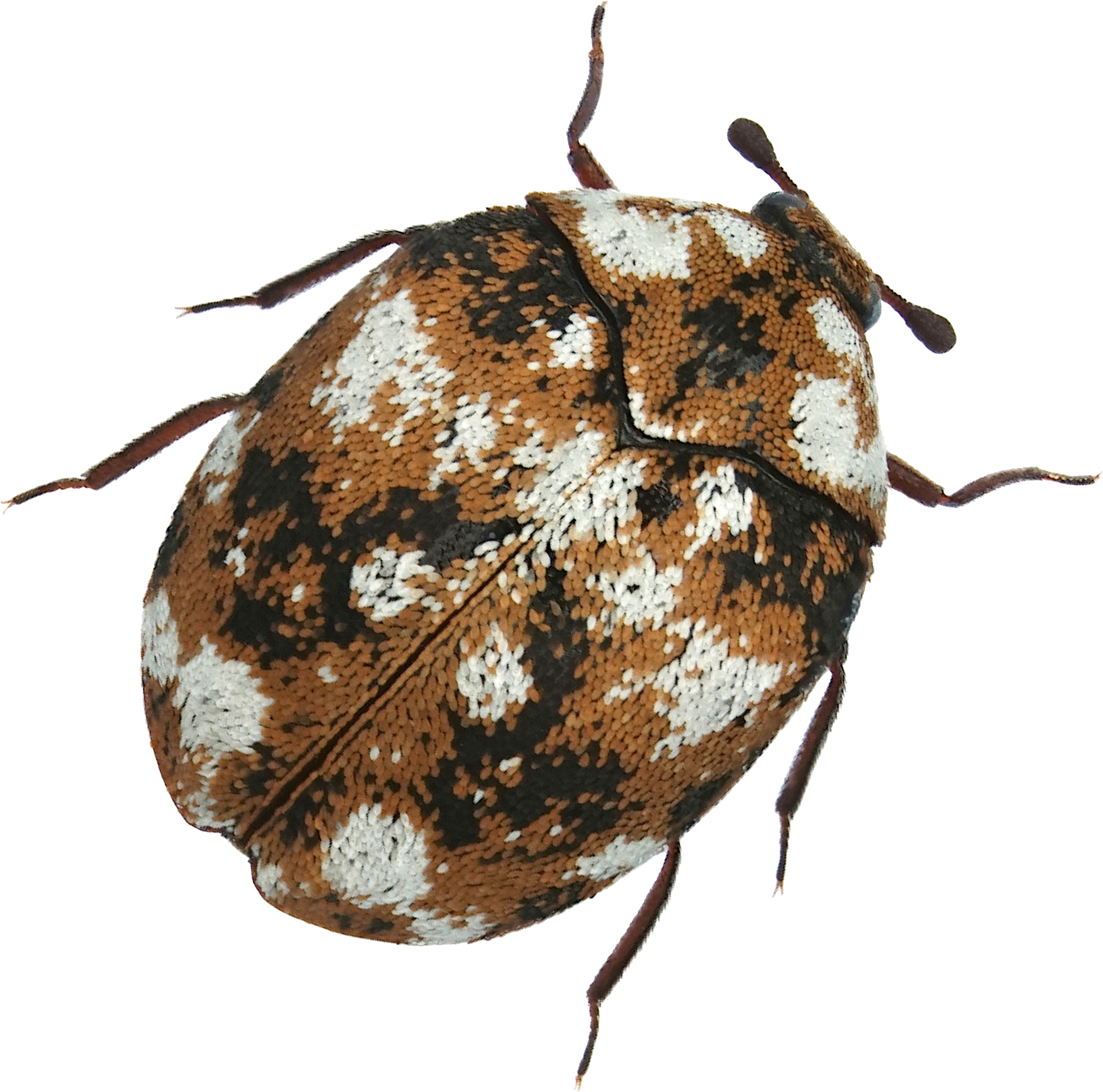2478 X 2454 3 - Leaf Beetle (2478x2454), Png Download
