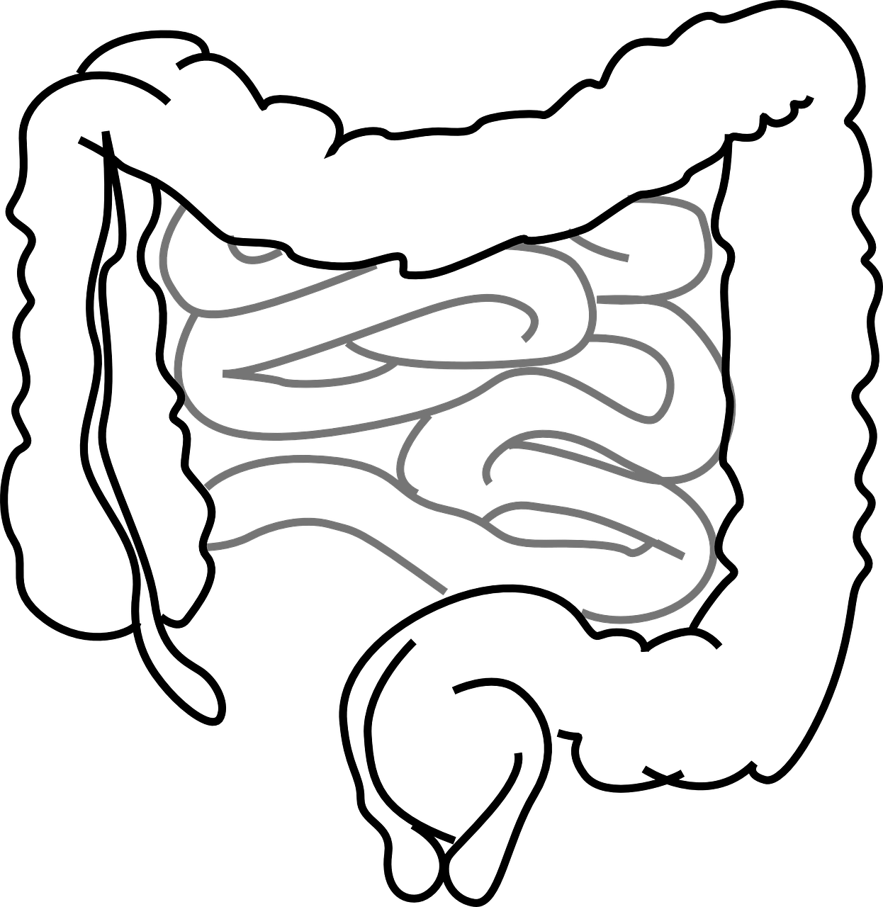 Previous Studies Have Indicated That Probiotics Prevent - Drawing Of A Gut (1246x1280), Png Download
