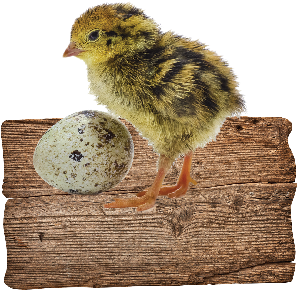 Our Gorgeous Little Quails Lay Beautiful Tiny Speckled - Chicken (1000x1000), Png Download
