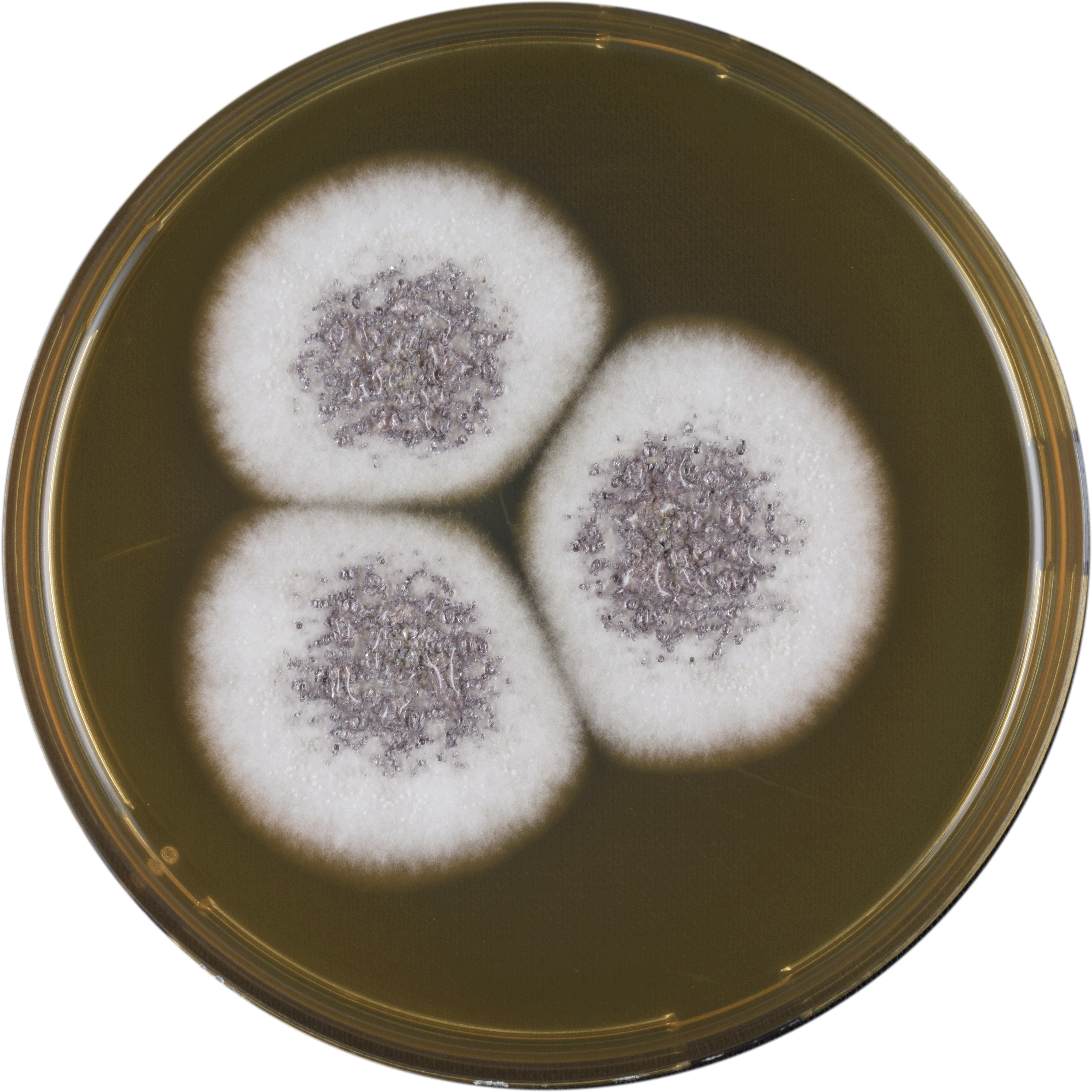 Aspergillus Venezuelensis Meaox - Dish (3527x3527), Png Download