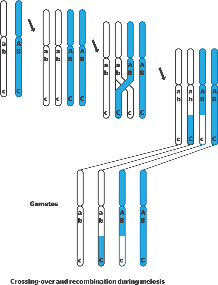 Was This Helpful - Sexual Reproduction Variation (816x985), Png Download