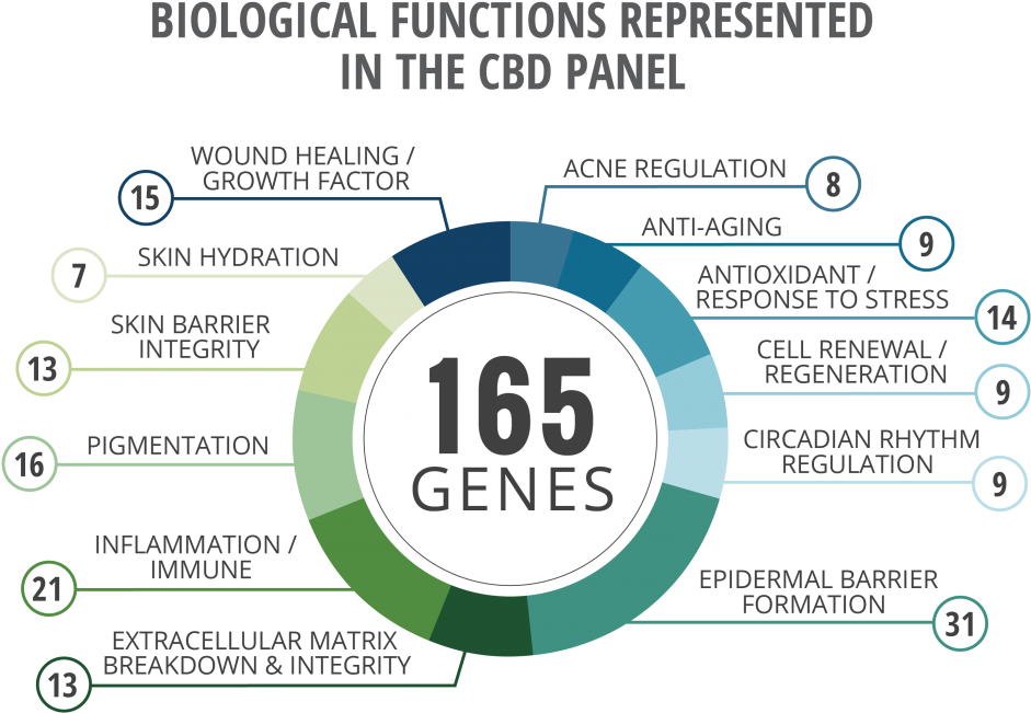 Cannabidiol Gene Expression Panel Debuts At Scc Annual - Circle (1024x740), Png Download