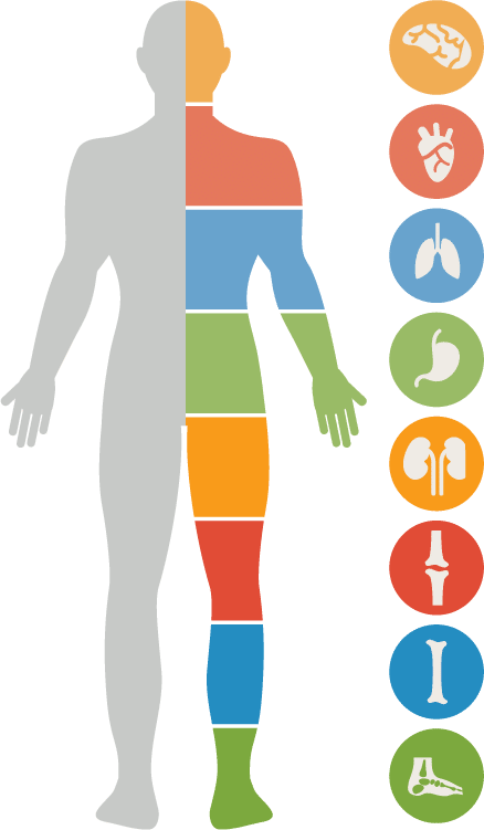 Joel Wallach - Effects Of Stress On The Body Diagram (438x751), Png Download