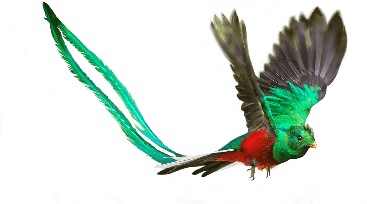 “where There Is Dharma, There Is Victory” - Macaw (1261x700), Png Download