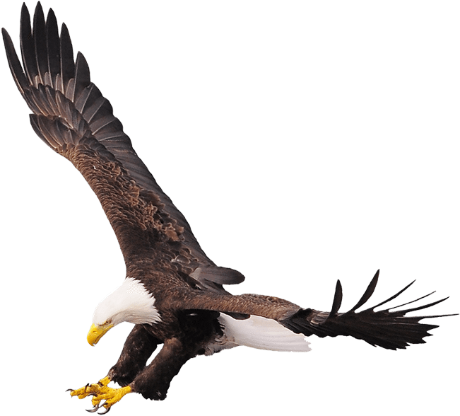 Eagles - Hawk (663x600), Png Download