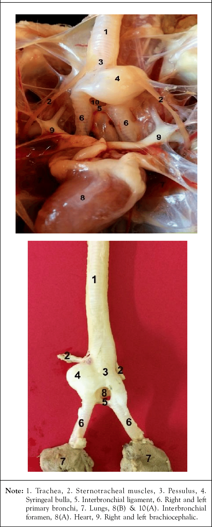 Ventral View Of The Syrinx In The Male White Pekin - Male Mallard Syrinx (695x1727), Png Download