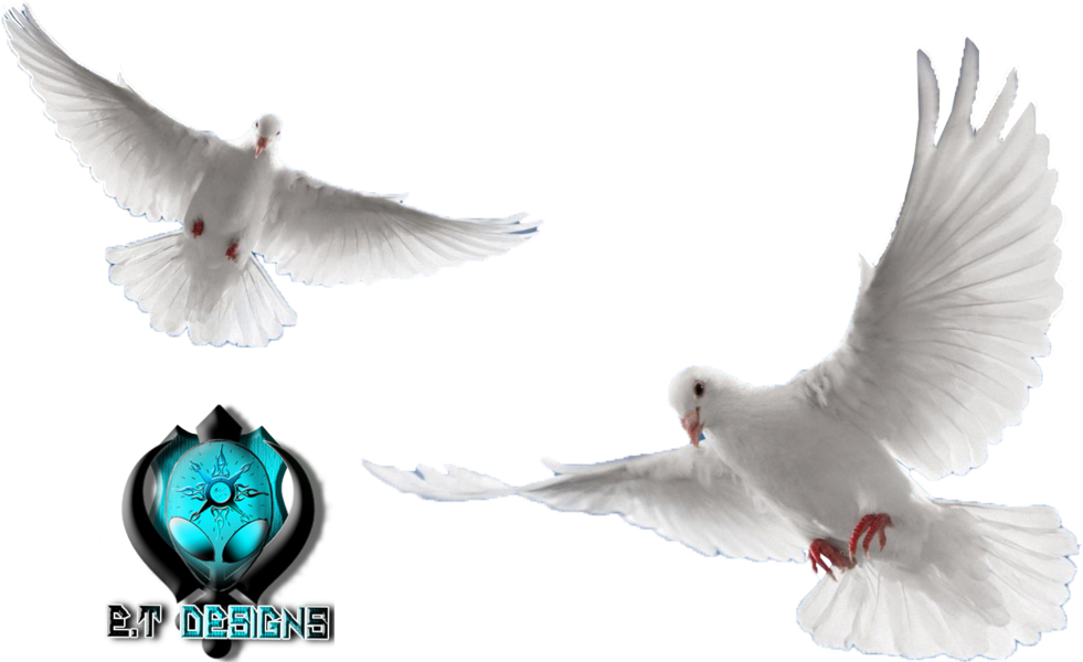 Share This Image - White Doves Flying Png (981x600), Png Download