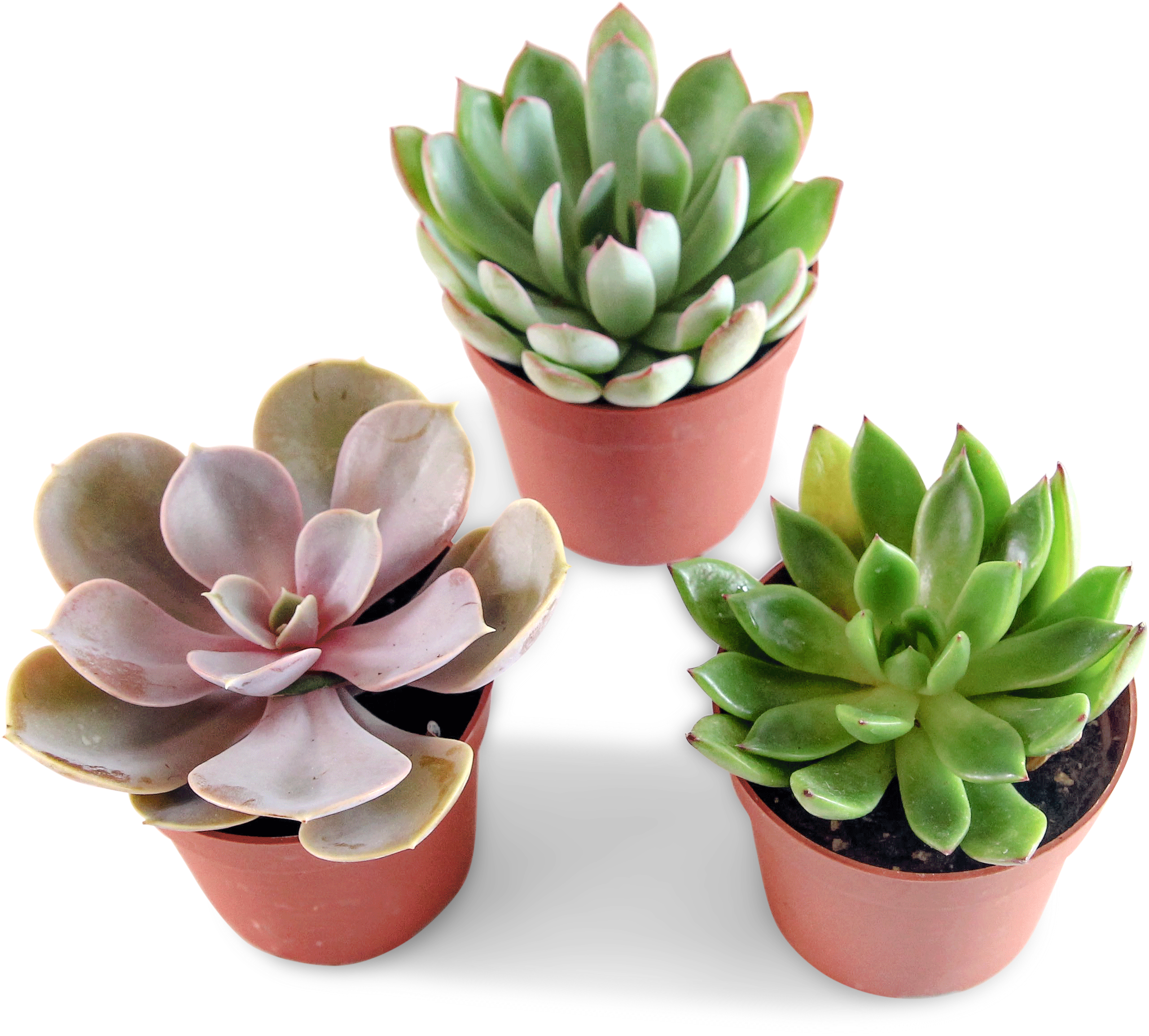 5184 X 3456 2 - Flowerpot (5184x3456), Png Download