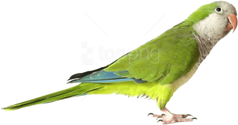 Download Green Parrot Png Images Background - Parrot Png (850x680), Png Download