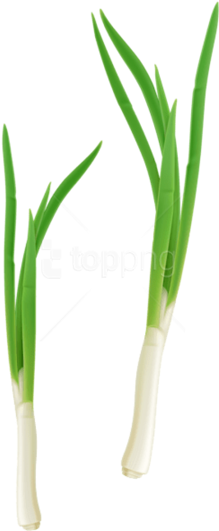 Free Png Download Green Fresh Onion Png Images Background - Onion (480x1083), Png Download