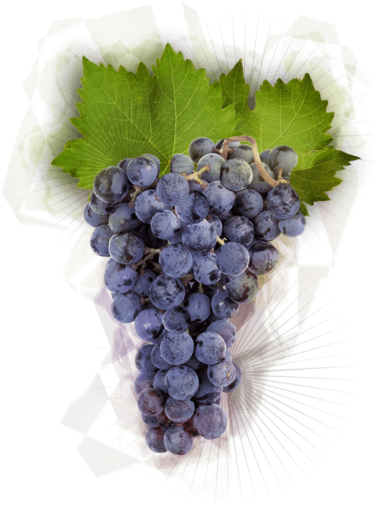 Pinot Noir Grapes (663x853), Png Download