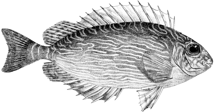 Siganus Spinus - Ictiotoxismo (820x450), Png Download