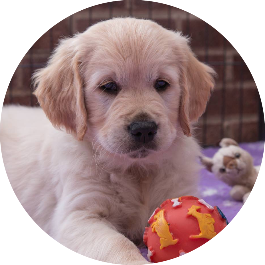 Microchipping - Golden Retriever (927x927), Png Download
