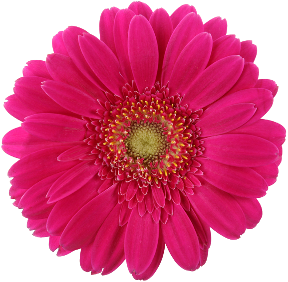 Daisy-pink - Real Daisy Png (600x590), Png Download